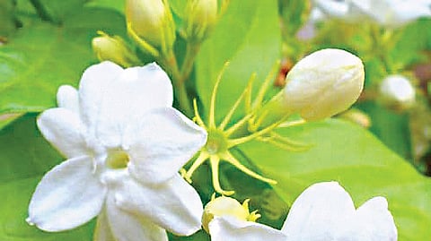 ஆயுள் காக்கும் ஆயுர்வேதம்: வாசனைத் திரவியங்கள் உடலுக்கு ஏற்றதா?