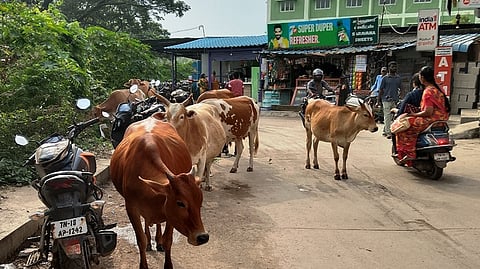 பொன்னேரி-திருவொற்றியூா் நெடுஞ்சாலையில் உலவும் மாடுகள்.