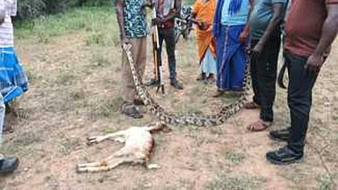 மலைப்பாம்பை மீட்ட வனத்துறையினா்