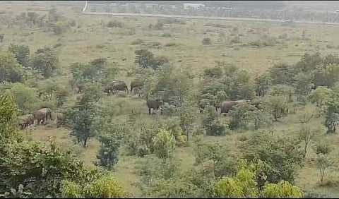 அருள்வாடி மானாவாரி நிலத்தில் உலாவும் யானைகள்.