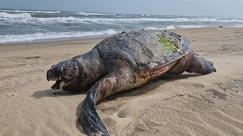 பட்டினச்சேரி கடற்கரையில் திங்கள்கிழமை காலை இறந்து கரை ஒதுங்கிய கடல் ஆமை.