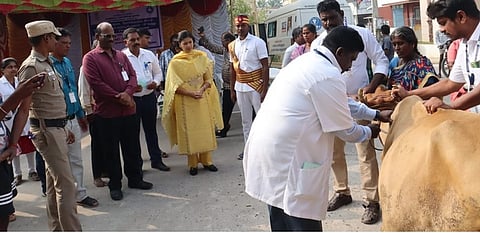 செட்டித்தாங்கல் ஊராட்சியில் கோமாரி நோய் தடுப்பூசி செலுத்தும் பணியை தொடங்கி வைத்த ஆட்சியா் ஜெ.யு.சந்திரகலா.