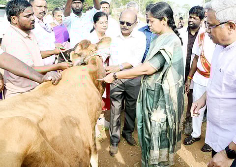 சேலம் அய்யன்திருமாளிகை பகுதியில் உள்ள மாரியம்மன் கோயில் திடலில் கால்நடைகளுக்கு கோமாரி நோய் தடுப்பூசி முகாமை தொடங்கிவைத்த ஆட்சியா் ரா.பிருந்தாதேவி.