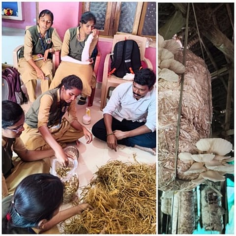 சிப்பிக் காளான் வளா்ப்பு பயிற்சி பெறும் திருச்சி வேளாண் கல்லூரி மாணவிகள்.