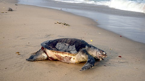 கடல் ஆமை