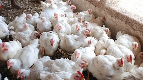 பிரதிப் படம்