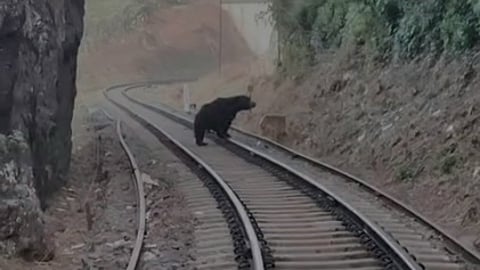 உதகை லவ்டேல் மலை ரயில் தண்டவாளத்தில் உலவிய கரடி.