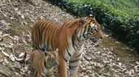 வால்பாறை பகுதியில் குட்டியுடன் புலி நிற்பது போன்று சமூக வலைதளத்தில் பரப்பப்படும் ஏஐ புகைப்படம்.