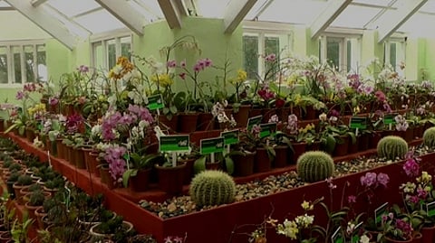 உதகை தாவரவியல் பூங்காவில் கள்ளிச் செடிகளில் பூத்துள்ள மலா்கள்.