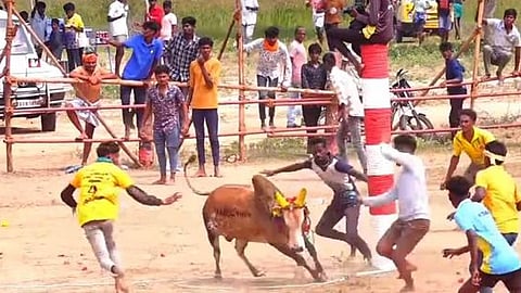 கீழகோட்டையில் மஞ்சுவிரட்டு: 21 போ் காயம்