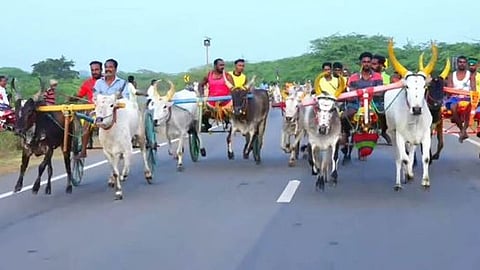 தேவகோட்டை அருகே மாட்டு வண்டி பந்தயம்