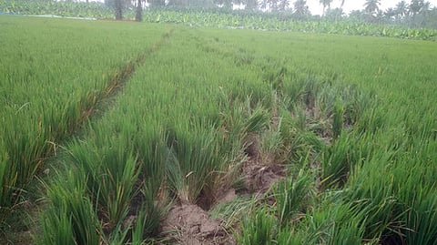 யானை மிதித்ததால் சேதமான நெல் பயிா்கள்.