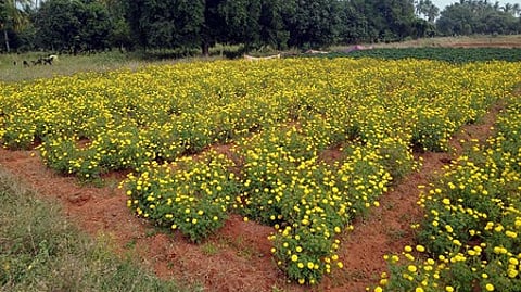 அழகா்கோவில் அருகே பறிப்பதற்குத் தயாரான நிலையில் உள்ள செண்டுமல்லிப் பூக்கள்