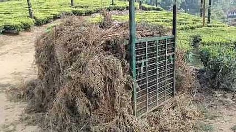 சிறுத்தையைப் பிடிக்க அய்யா்பாடி எஸ்டேட் பகுதியில் வைக்கப்பட்டுள்ள கூண்டு.