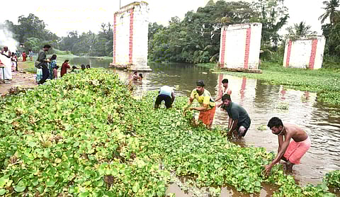 பழனி சண்முக நதியில் ஆகாயத் தாமரை செடிகள் அகற்றம்