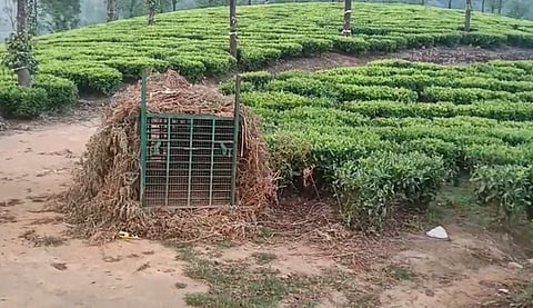 கூண்டு வைத்துள்ள வனத்துறை