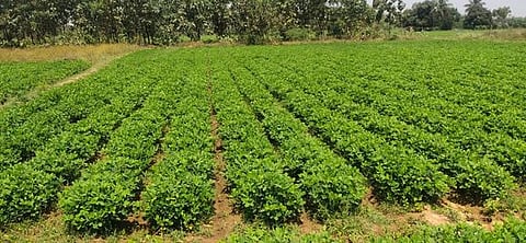 கடலைச் செடி.