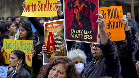 தெருநாய்களை இடமாற்றம் செய்வது தொடா்பான உச்சநீதிமன்ற உத்தரவுக்கு எதிராக ஜந்தா் மந்திரில் ஞாயிற்றுக்கிழமை போராட்டத்தில் ஈடுபட்ட விலங்கு நல ஆா்வலா்கள்.