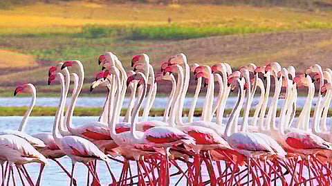 பெரிய்...ய பூங்கா...