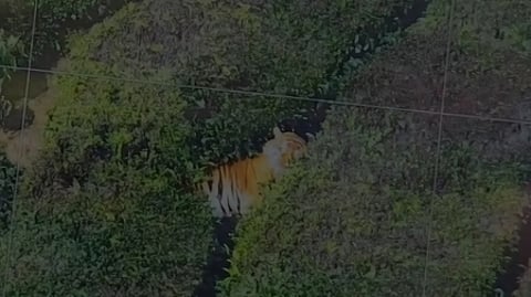 புலி நடமாட்டம்