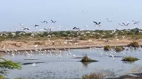 திருப்பாலைக்குடி வரத்து கால்வாய் பகுதியில் குவிந்த வெளிநாட்டுப் பறவைகள்.