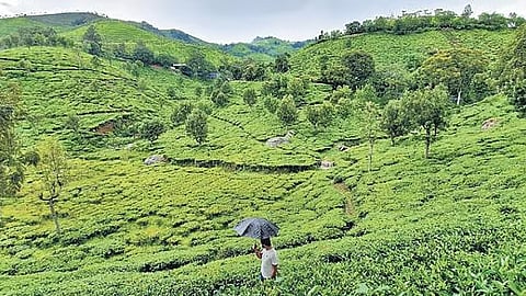 நீலகிரி