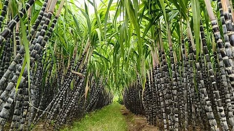 காரிமங்கலம் அருகே கன்னிப்பட்டி கிராமத்தில் செங்கரும்பு பயிரிடப்பட்டுள்ள தோட்டம்.