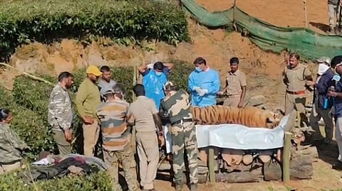 புலியின் உடலைப் பாா்வையிட்ட வனத் துறையினா்.