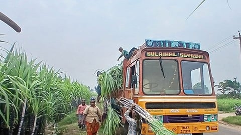 பொங்கல் பரிசுத் தொகுப்புக்காக சின்னமனூரில் வெட்டப்படும் செங்கரும்புகள்