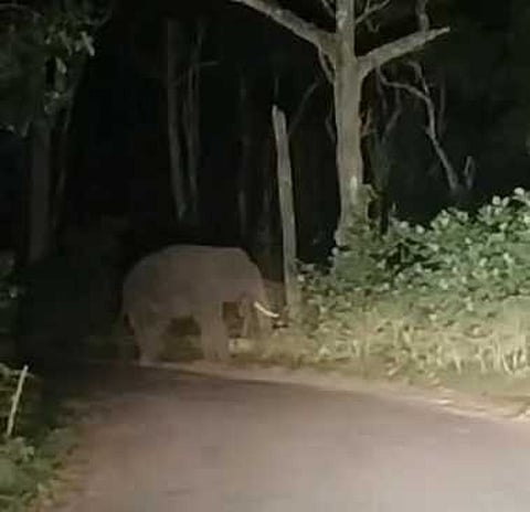 கொடைக்கானல் தடியன்குடிசை பகுதியில் சாலையில் உலா வந்த ஒற்றை காட்டு யானை.