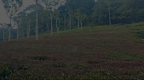 பனியின் தாக்கம்: கருகி வரும் தேயிலைச் செடிகள்