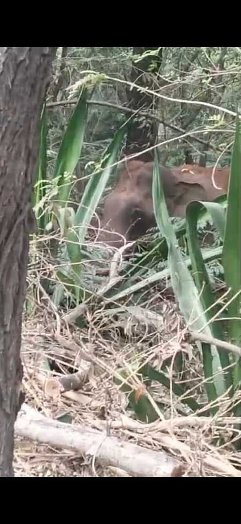 ஸ்ரீவாரி மெட்டு பாதையில் யானை, சிறுத்தை நடமாட்டம்