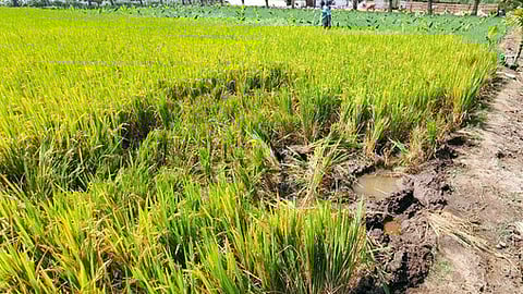 யானை மிதித்ததால் சேதமான நெல் வயல்.