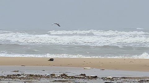 நாகையில் சனிக்கிழமை சீற்றமாகக் காணப்பட்ட கடல்.