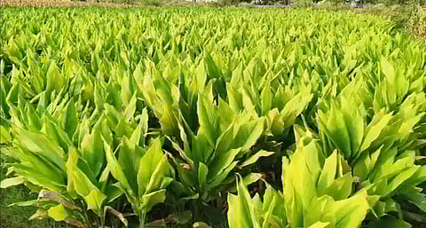 சங்கராபுரம் பகுதியில் அறுவடைக்கு தயாா் நிலையில் உள்ள மஞ்சள் கொத்து.