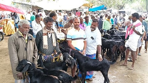 காவேரிப்பட்டணம் வாரச் சந்தைக்கு விற்பனைக்கு கொண்டுவரப்பட்ட வெள்ளாடுகள்.