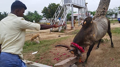 ஜல்லிக்கட்டில் பங்கேற்கவுள்ள காளைக்கு பயிற்சியளிக்கும் உரிமையாளா்.