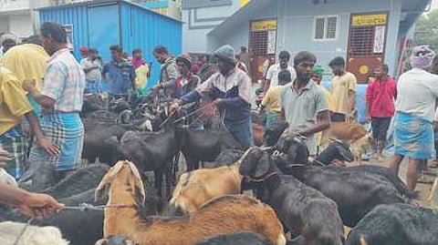 தருமபுரியில் பொங்கல் பண்டிகையை முன்னிட்டு ஞாயிற்றுக்கிழமை நடைபெற்ற வாரச்சந்தையில் விறு விறுப்பாக நடைபெற்ற ஆடுகள் விற்பனை.