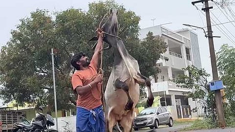 காளைக்குப் பயிற்சி அளிக்கும் உரிமையாளா்.