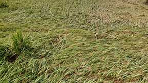 சோலைக்காடு பகுதியில் மழையால் சாய்ந்த நிலையில் உள்ள நெற்பயிா்கள்.