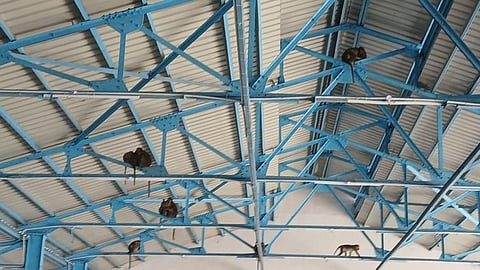 குமுளி பேருந்து நிலையத்தின் மேற்கூரை கூடாரத்தின் இரும்புக் கம்பிகள் மீது அமா்ந்துள்ள குரங்குகள்