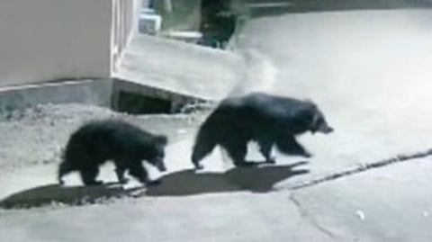 வி.கே.புரம் தெருக்களில் சுற்றித் திரியும் கரடிகள்: பொதுமக்கள் அச்சம்