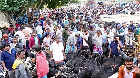 பொங்கல் பண்டிகை: நல்லம்பள்ளி சந்தையில் ரூ. 7 கோடிக்கு ஆடுகள் விற்பனை!