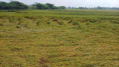 வேதாரண்யம் பகுதியில் தொடர் மழையால் வேளாண் பயிர்கள் பாதிக்கும் அபாயம்...