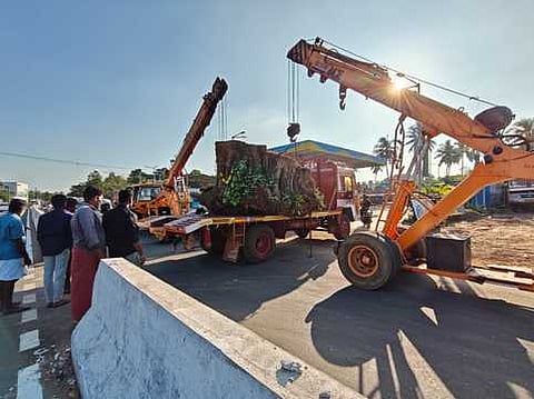 சாலை விரிவாக்கப் பணிக்கு வெட்டப்பட்ட மரம் மறுநடவு