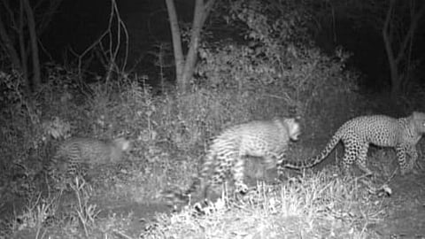 ஒகேனக்கல் வனப்பகுதியில் கூட்டமாக சுற்றித் திரியும் சிறுத்தைகள்.