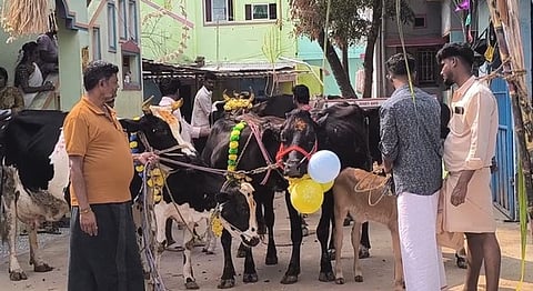 திருப்பத்தூா் பகுதியில் மாட்டு பொங்கல் விழா