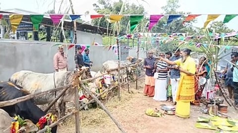 திருவாரூா் சாய்பாபா கோயில் கோசாலையில் நடைபெற்ற மாட்டுப் பொங்கல் விழா.