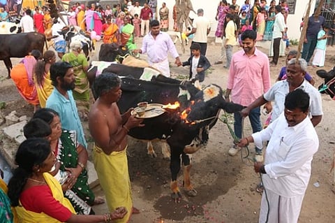 மாட்டுப் பொங்கலை முன்னிட்டு தருமபுரி அன்னசாகரம் பகுதியில் மாடுகளுக்கு பூஜை செய்து வழிபட்ட மக்கள்.
