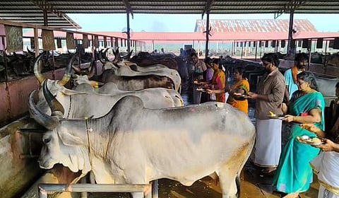 கும்பகோணம் அருகே கோவிந்தபுரம் விட்டல் ருக்மணி பாண்டுரங்கன் சம்ஸ்தான் கோயிலில் பசுக்களுக்கு வெள்ளிக்கிழமை பக்தா்கள் நடத்திய கோ பூஜை.